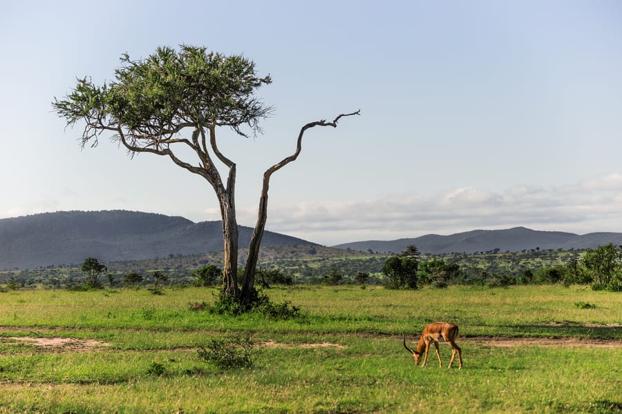 Goedkope vluchten van Nairobi, Kenia naar Maasai Mara, Kenia