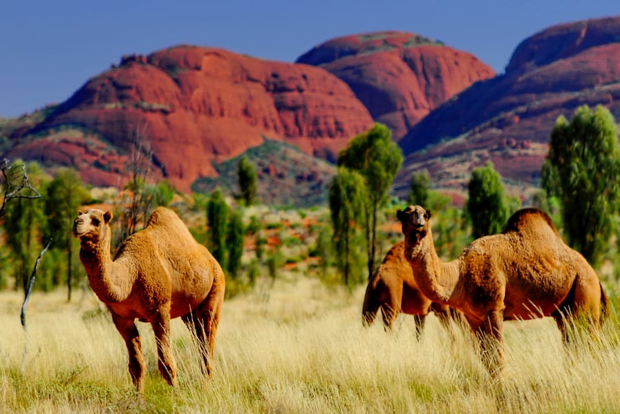 Cheap flights from Hobart, Australia to Uluru, Australia