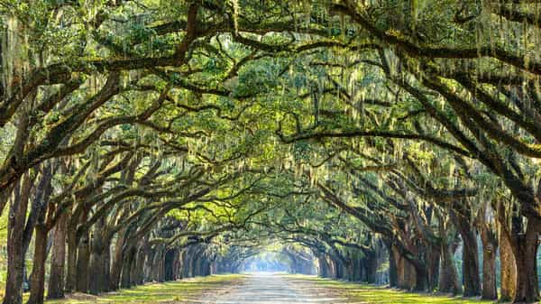 Savannah