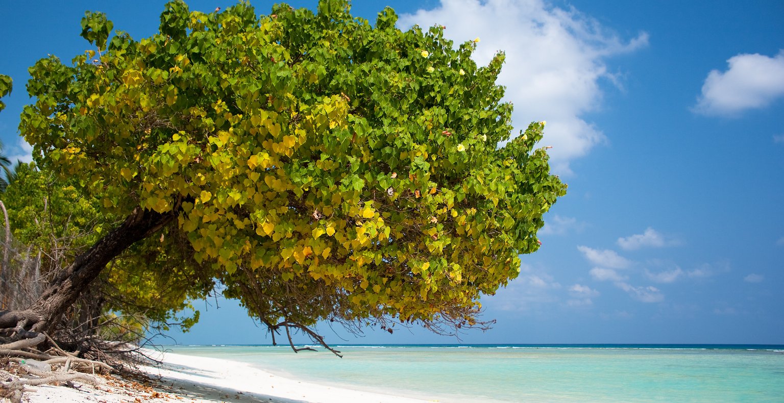 Find cheap flights to Agatti Island