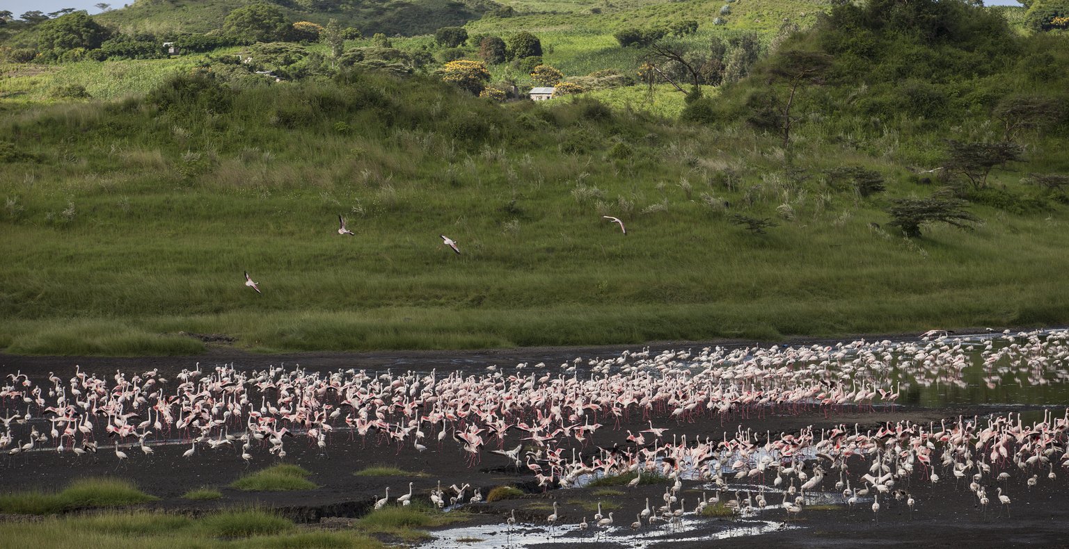 Günstige Flüge von Nairobi nach Arusha ab 124 €