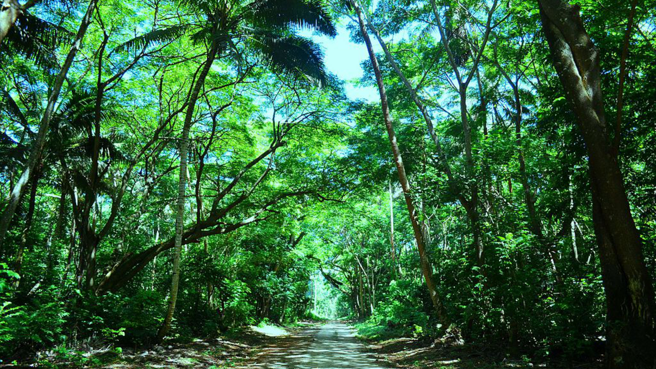 Finden Sie günstige Flüge nach Cicia