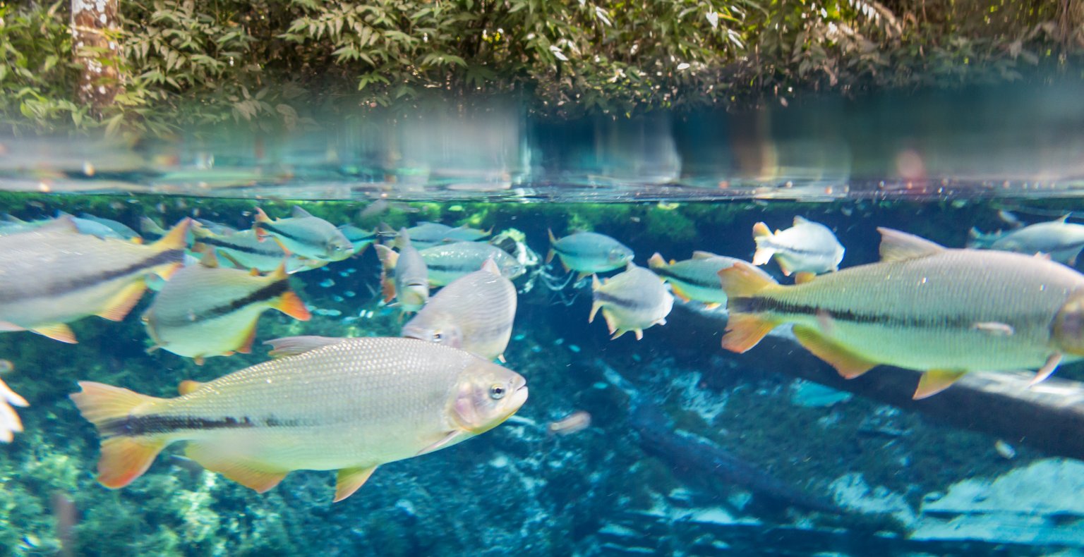 Leia odavad lennud Douradosesse alates 432 €