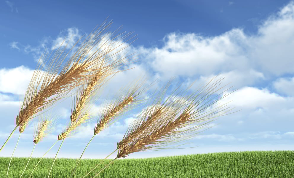 Cheap car rentals in Hoskins, Papua New Guinea