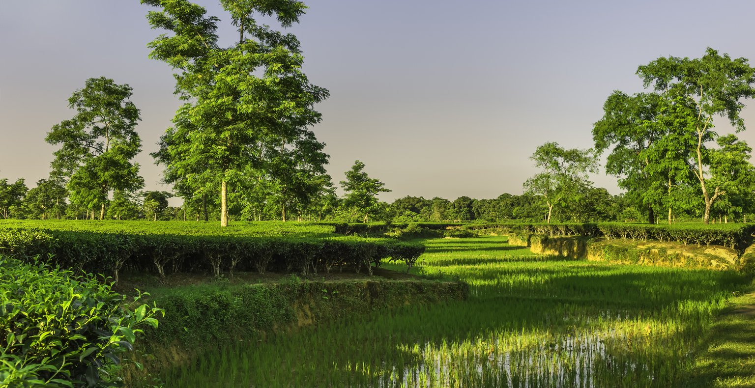 Voli to Jorhat, India