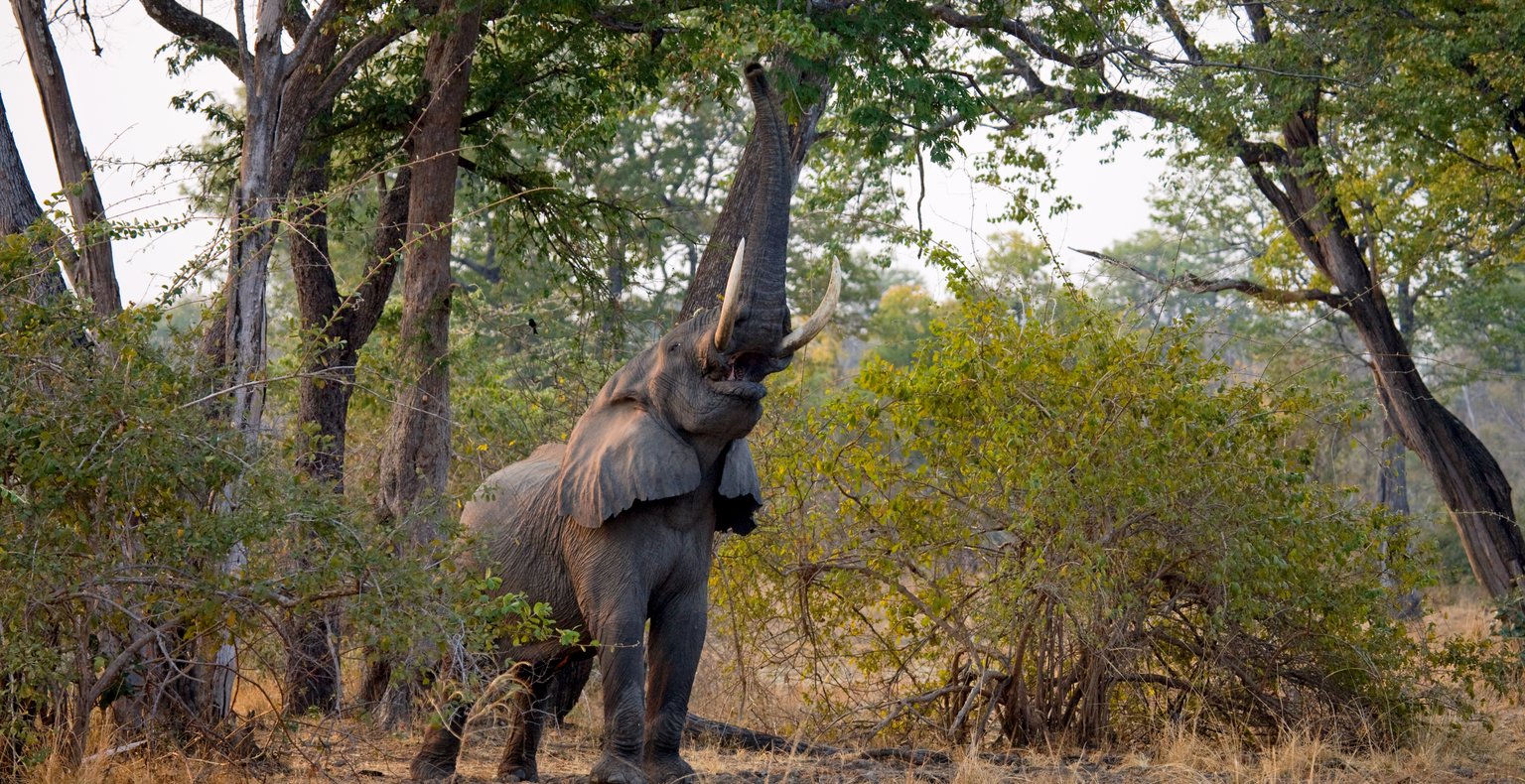 Cheap flights from London to Mfuwe from £556