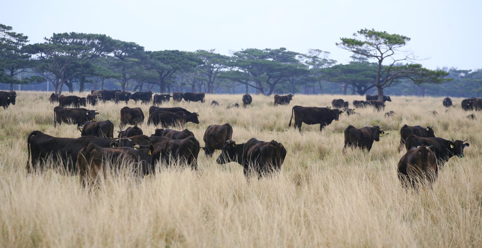 到宫古岛(日本)的航班