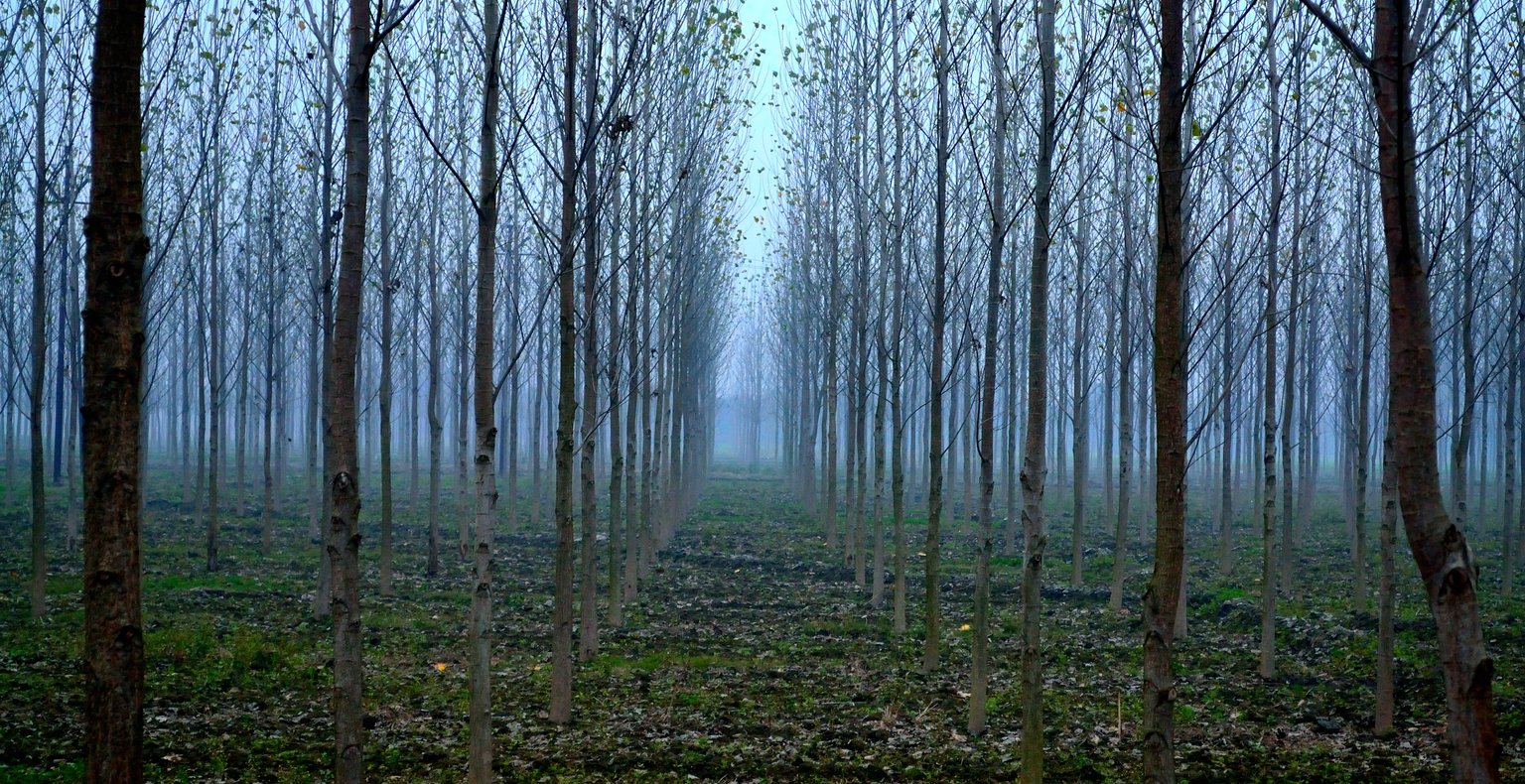 Cheap flights from Mumbai to Pantnagar from £90