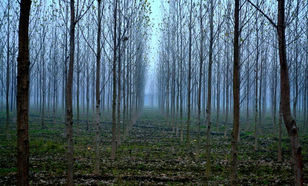 Cheap car rentals in Pantnagar, India