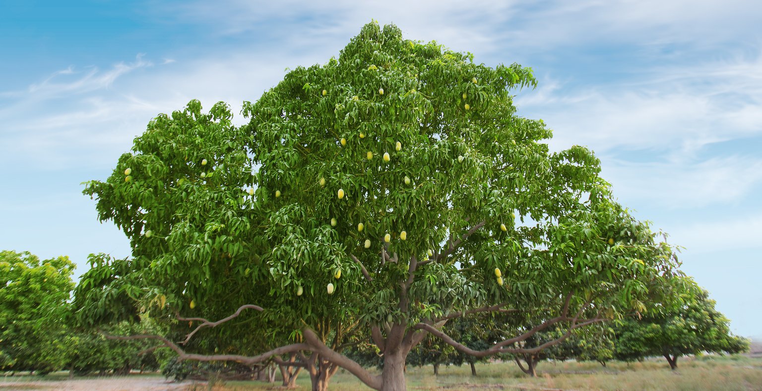 Cheap flights from Karachi to Rahim Yar Khan from