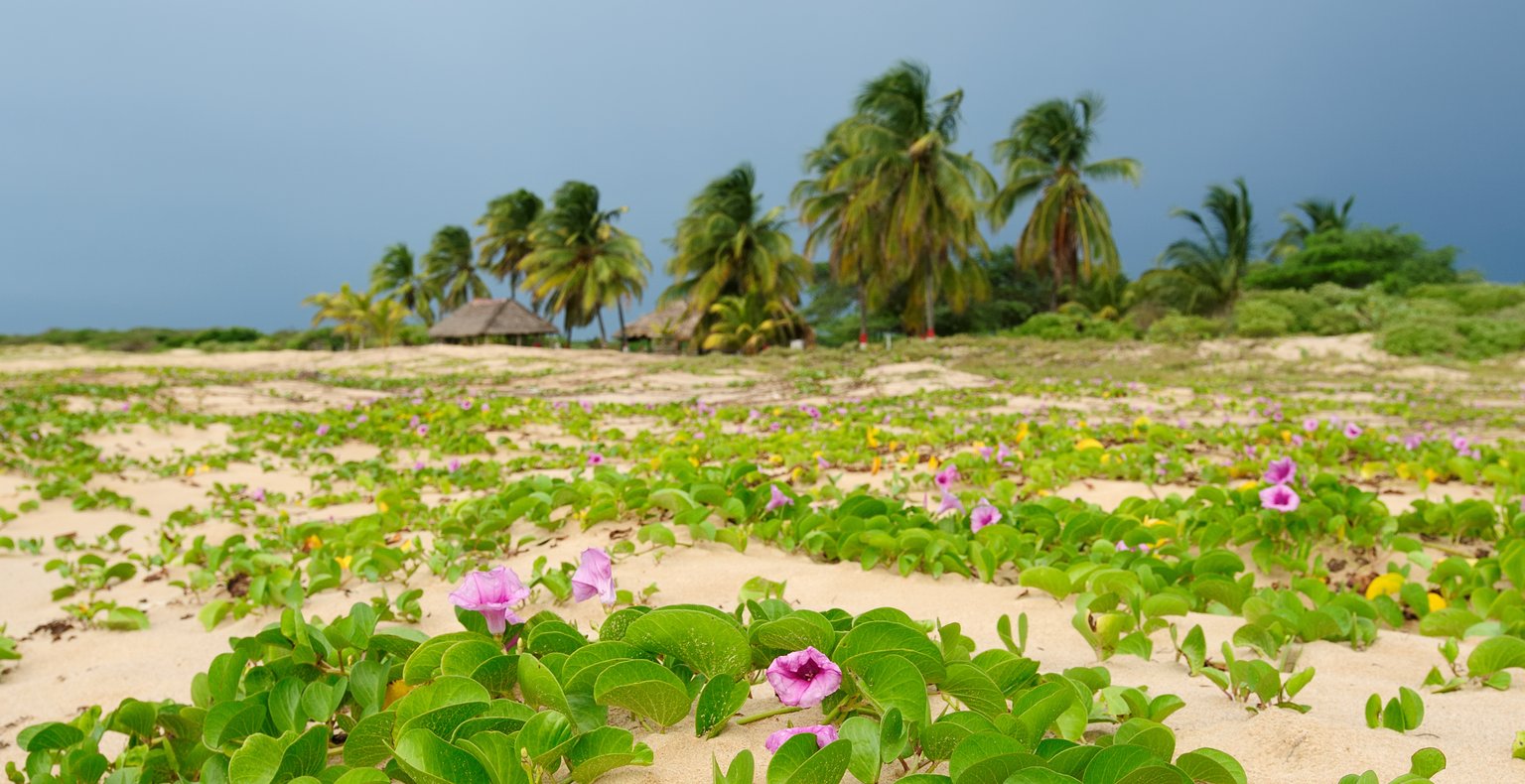 Vuelos baratos de Valencia a Riohacha a partir de 555 €