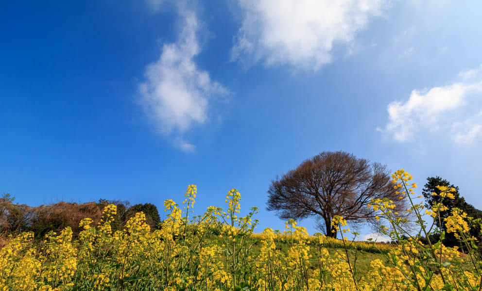 Cheap car rentals in Saga, Japan