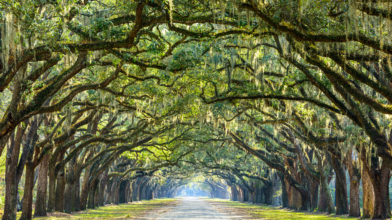 Cheap flights from New York to Savannah from £26