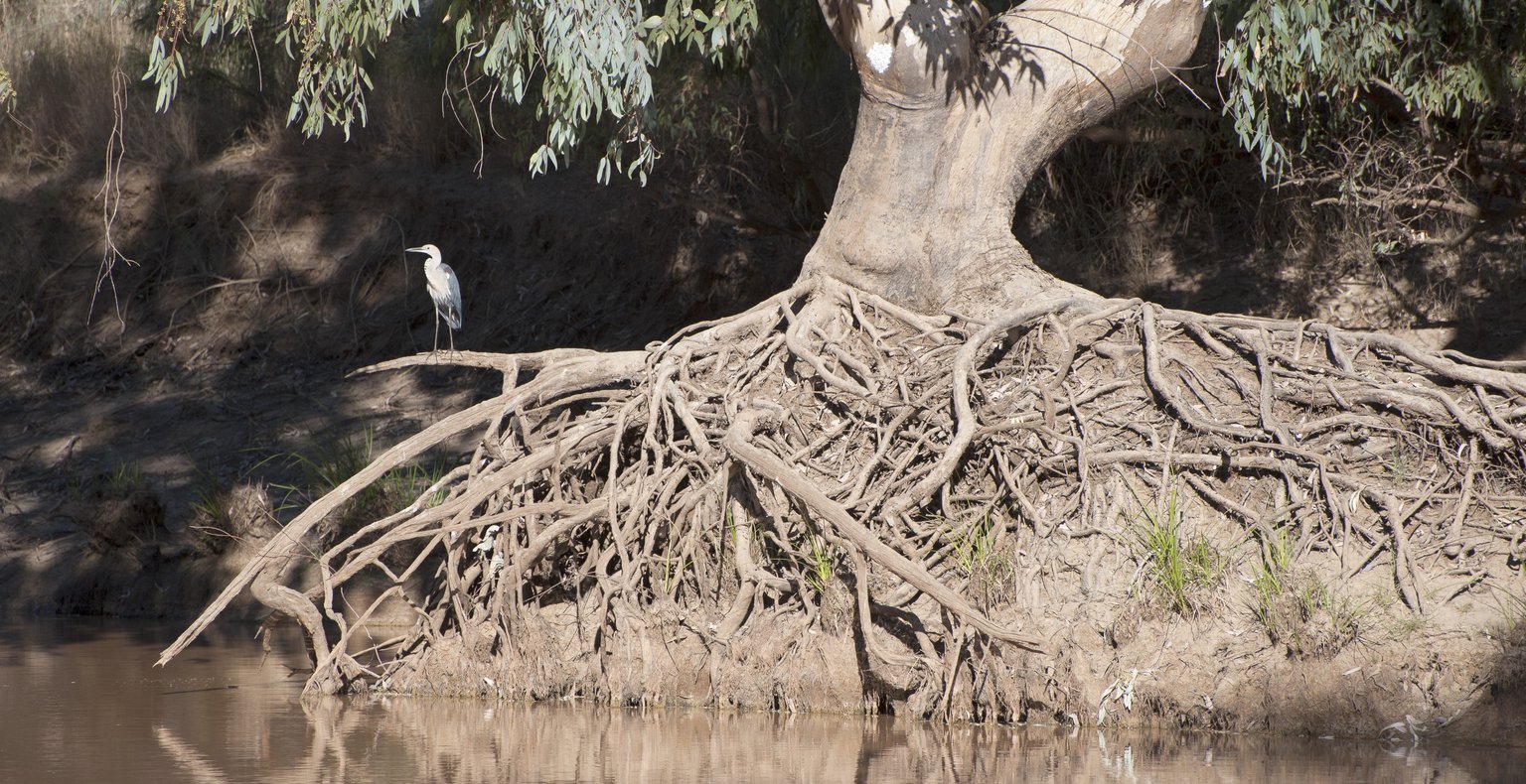 Намиране на евтини полети до Thargomindah