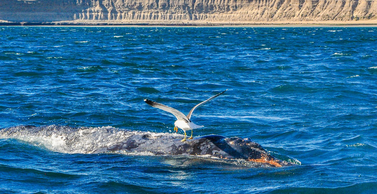 Günstige Flüge von Ushuaia nach Trelew ab SFr. 73