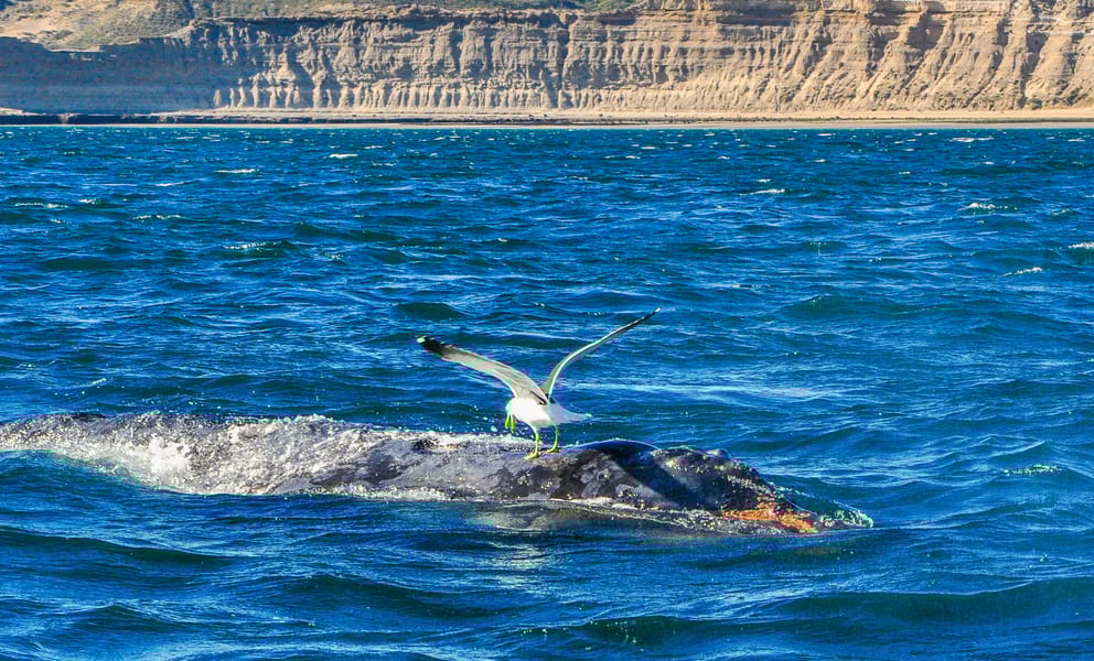 Cheap car rentals in Trelew, Argentina