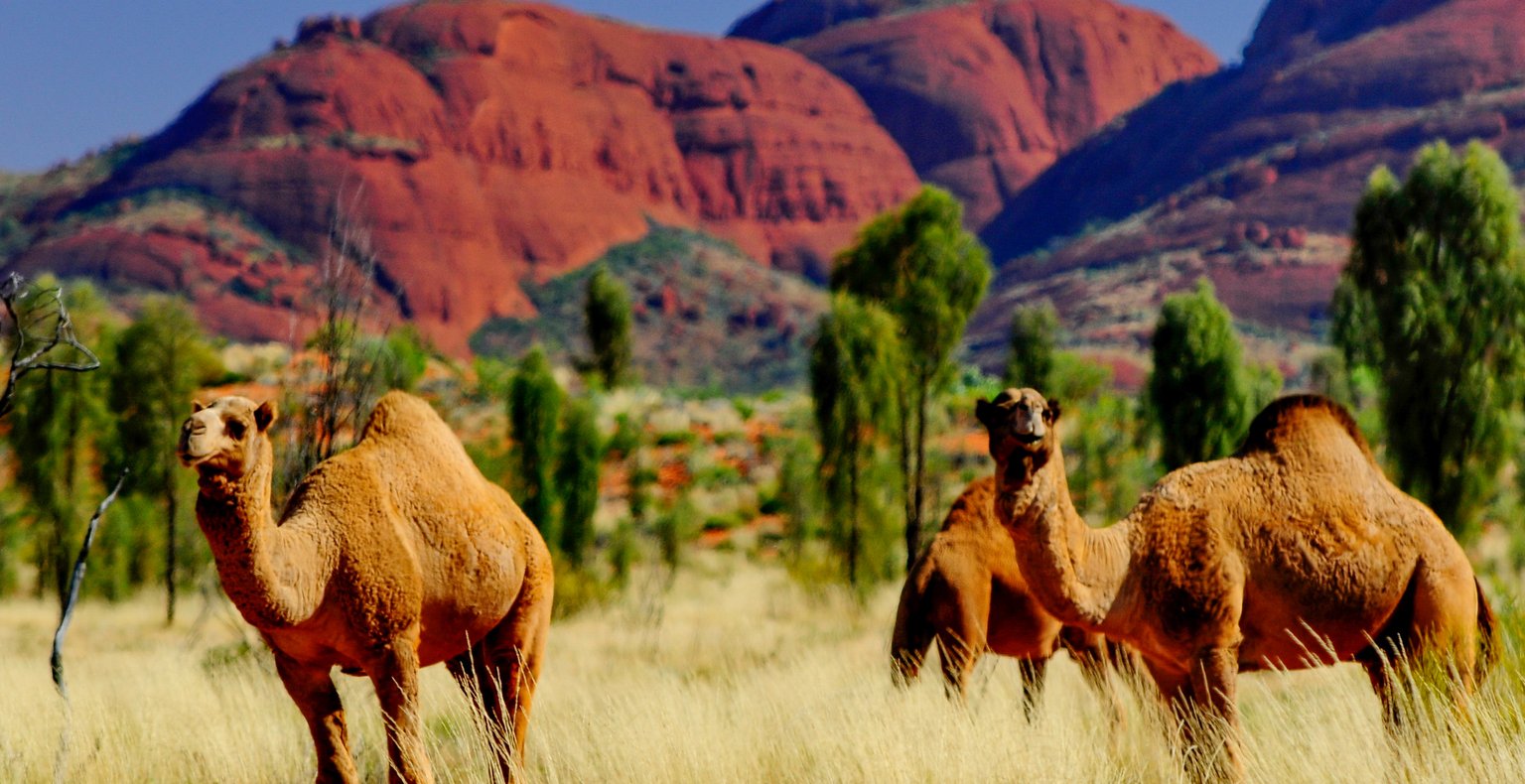 Günstige Flüge von Cairns zum Uluru ab 157 €