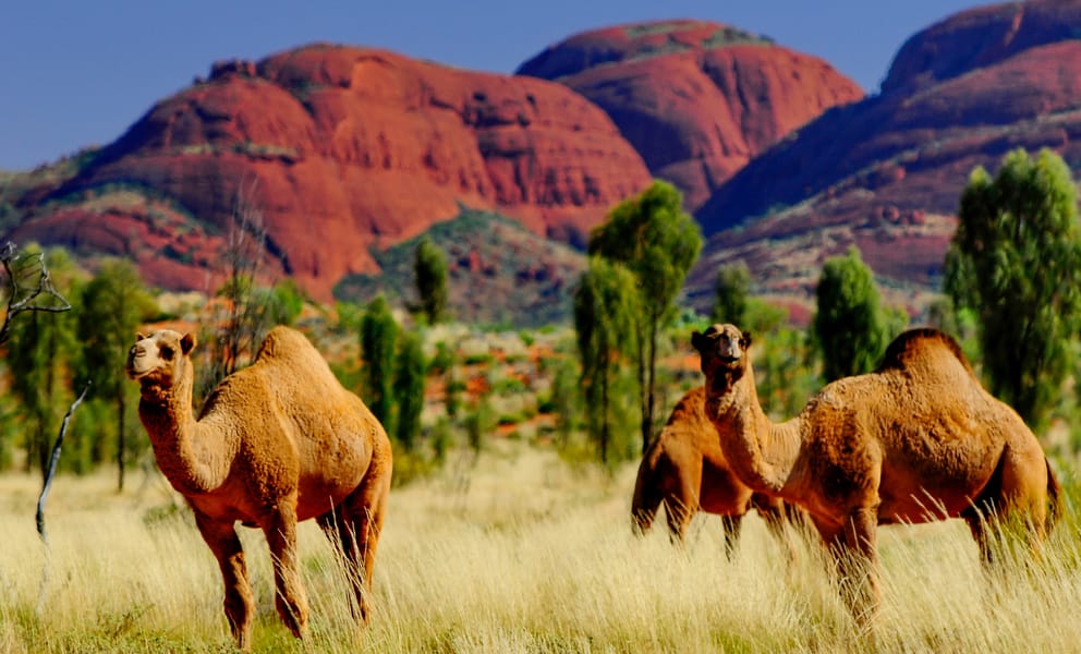 Cheap flights from Brisbane, Australia to Uluru, Australia