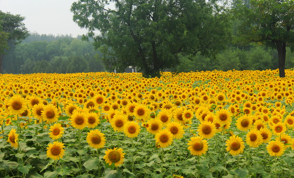 Vols à bas prix depuis Toronto, Canada to Xiangyang, Chine